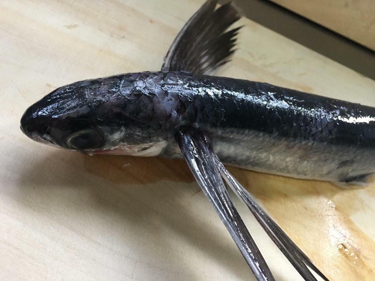 Kokumin Shukusha Sun Marina Hotel Hachijo Eksteriør billede